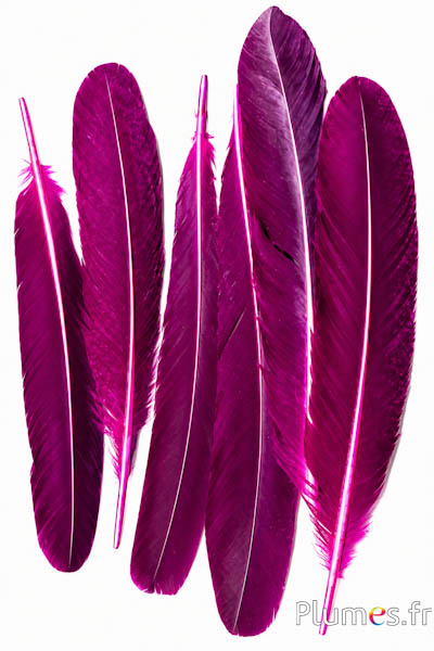 Pauw blauw - 30-40 cm - fuchsia-bruin